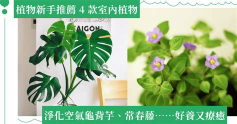 常春藤 植物 照顧